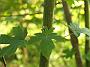 Acer macrophyllum